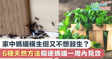 房間有螞蟻|【消滅螞蟻】家裡有螞蟻怎麼辦？6種天然方法驅逐螞。